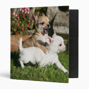 Classeur Jeu de chiot de chiwawa