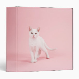 Classeur Jeune chat blanc