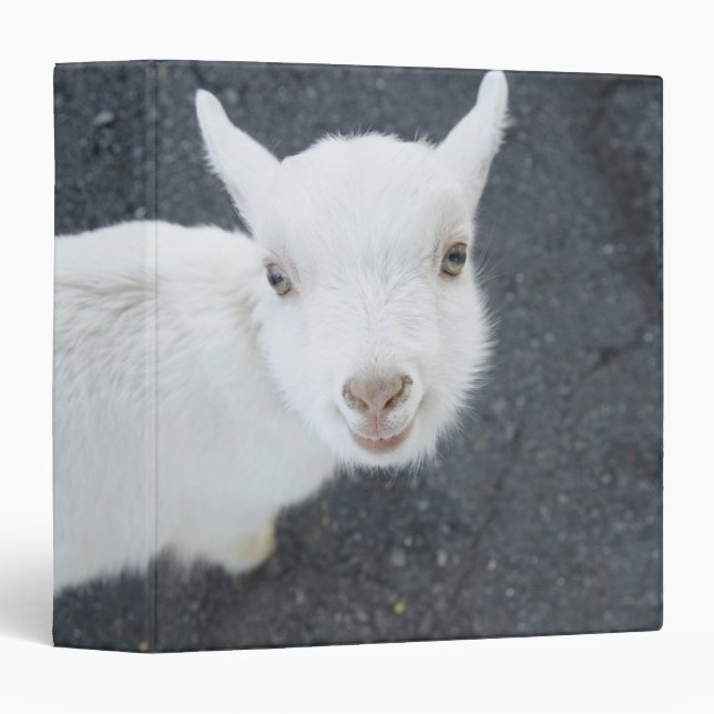 Classeur Jeune chèvre (Devant/Côté)