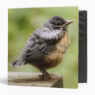 Classeur Jeune Robin