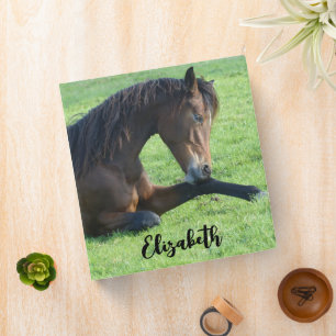 Classeur Joli Cheval Brown allongé dans l'herbe