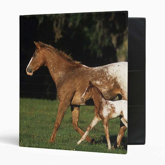 Classeur Jument et poulain d'Appaloosa (Devant/intérieur)