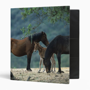 Classeur Jument et poulain sauvages de mustang