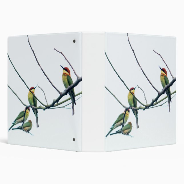Classeur Kérala indien exotique Oiseaux d'abeille-mangeurs  (Arrière-plan)