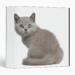 Classeur Kitten de Shorthair britannique (10 semaines)