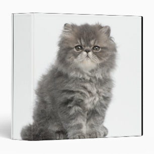 Classeur Kitten persan (2 mois) assis