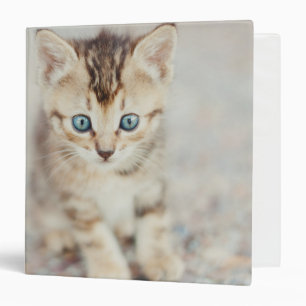 Classeur Kitty observé par bleu
