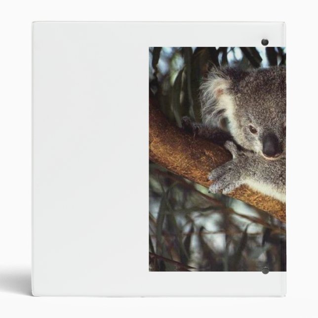 Classeur Koala Bear (Dos)
