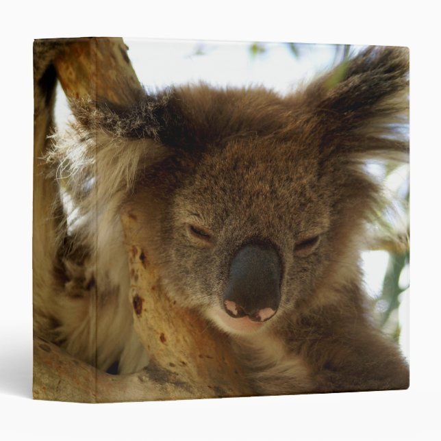 Classeur Koala sauvage dormant sur l'eucalyptus, photo (Devant/Côté)