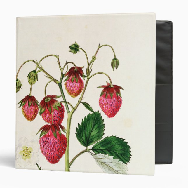 Classeur La fraise de Roseberry, gravée par Watte (Devant/Intérieur)