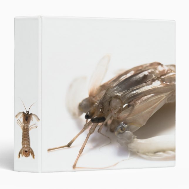 Classeur Langoustine (Devant/Côté)