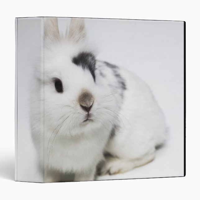 Classeur Lapin blanc, noir et brun (Devant/Côté)