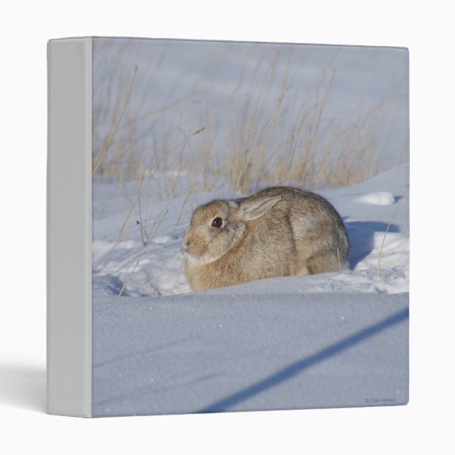 Classeur Lapin de lapin R5 dans la neige (Devant/Côté)