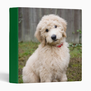Classeur Le Chiot De Goldendoodle S'Assis Dans L'Herbe