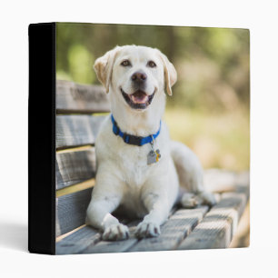 Classeur Le Labrador Jaune Est Sur Le Banc