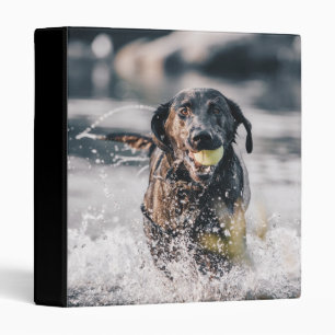 Classeur Le Labrador Noir Joue Dans L'Eau