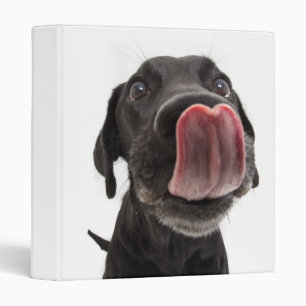 Classeur Le Labrador Noir se lâche le nez