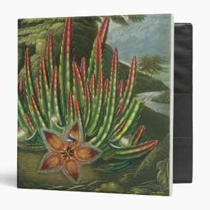 Classeur Le Stapelia de Larve-Incidence, gravé par Stadler,