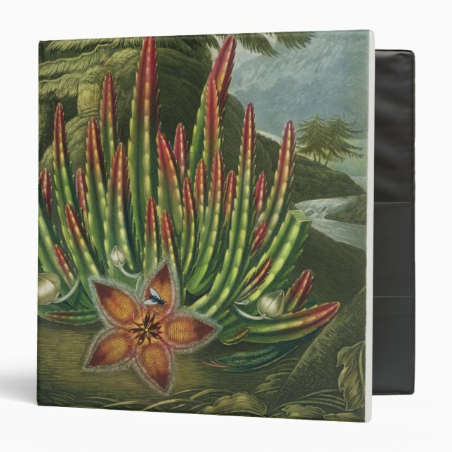 Classeur Le Stapelia de Larve-Incidence, gravé par Stadler, (Devant/Intérieur)