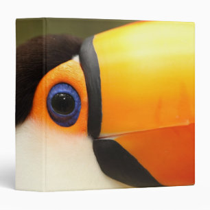 Classeur Le toucan de Toco (toco de Ramphastos) est le plus