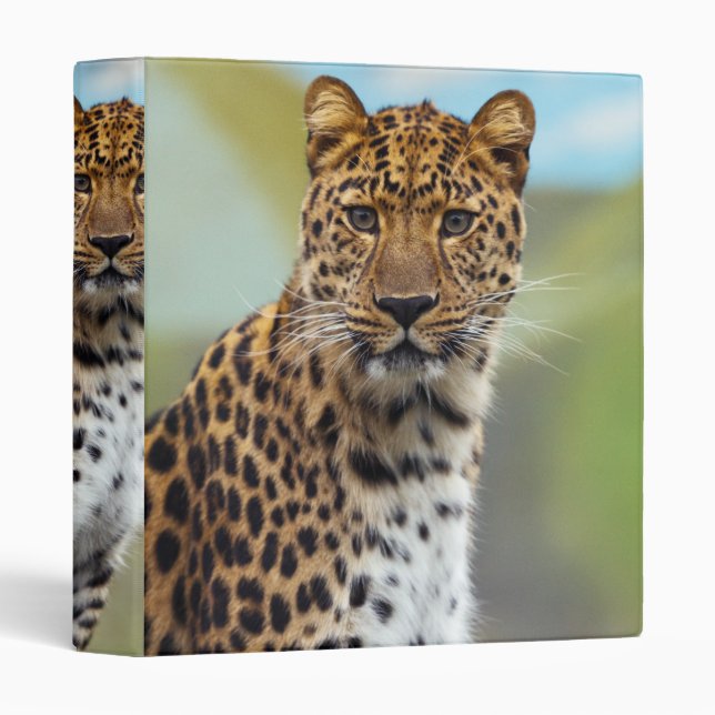 Classeur Leopard (Devant/Côté)