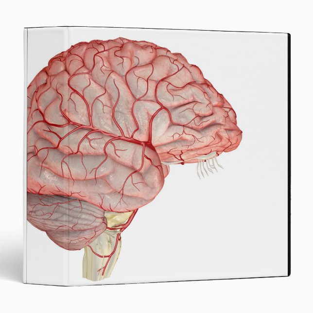 Classeur Les artères du cerveau (Devant/Côté)