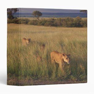 Classeur Lion 2