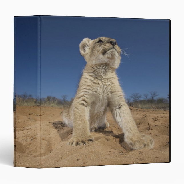 Classeur Lion Cub (Panthera Leo) assis sur le sable, Namibi (Devant/Côté)