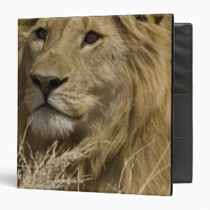 Classeur Lion d'Afrique, Panthera leo, Portrait d'un