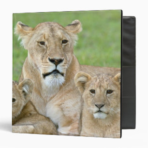 Classeur Lionne et deux lionceaux, Afrique orientale, Tanza