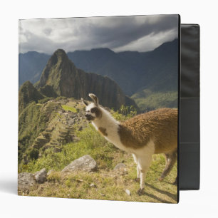 Classeur Llamas et vue sur Machu Picchu,