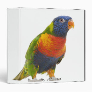 Classeur Lorikeet arc-en-ciel féminin - Trichoglossus