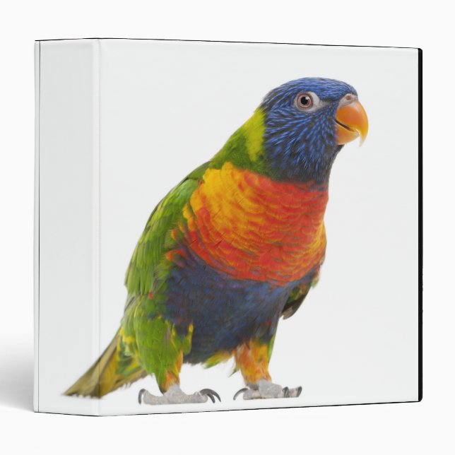 Classeur Lorikeet arc-en-ciel féminin - Trichoglossus (Devant/Côté)
