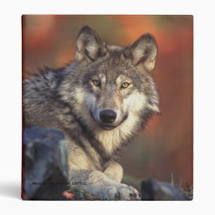 Classeur Loup Gris