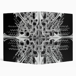 Classeur Lychnaspis miranda Ernst Haeckel Fine Art