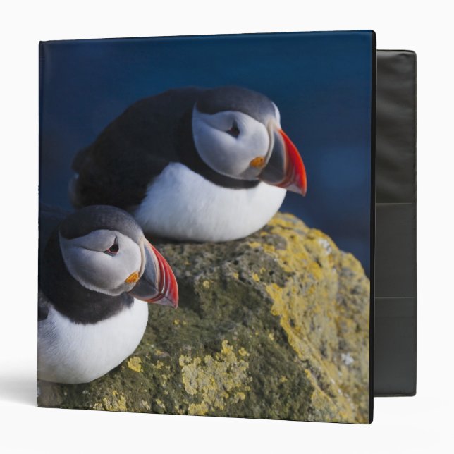 Classeur Macareux atlantique (Fratercula arctica) 7 (Devant/Intérieur)