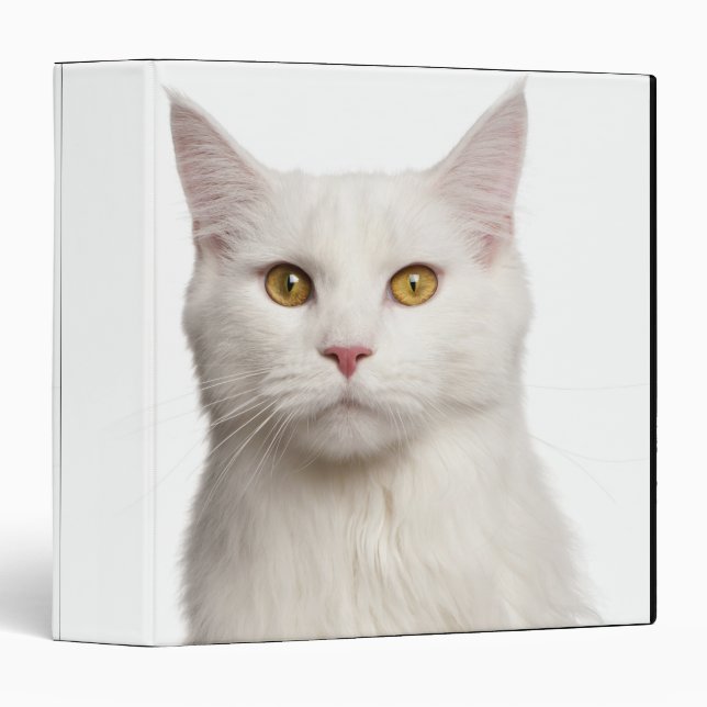 Classeur Maine Coon (8 mois) 2 (Devant/Côté)