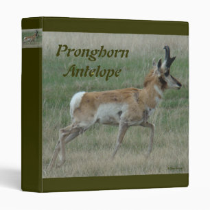 Classeur Mâle d'antilope d'Amérique A32