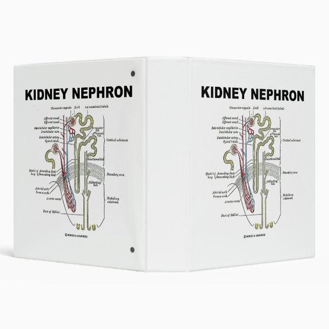 Classeur Manuel d'anatomie de Kidney Nephron Grey (Arrière-plan)