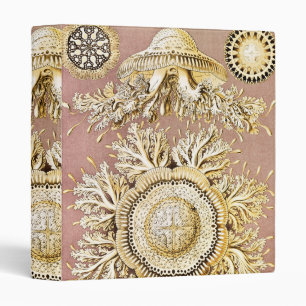 Classeur Méduses, Discomedusae par Ernst Haeckel