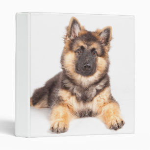 Classeur Mélange de berger allemand de Collie Bordure