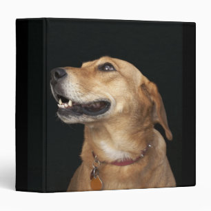Classeur Mélange Golden Lab beagle en regard sur le côté