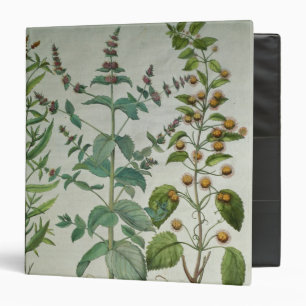 Classeur Menthe : Crispa de Mentha