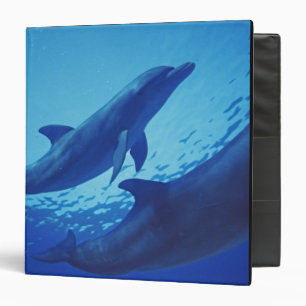 Classeur Mexique, Cozumel. Grand dauphin, Tursiops
