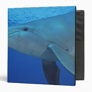 Classeur Mexique, Cozumel. Grand dauphin, Tursiops 4
