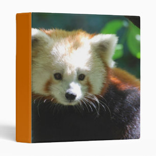 Classeur mignon de panda rouge
