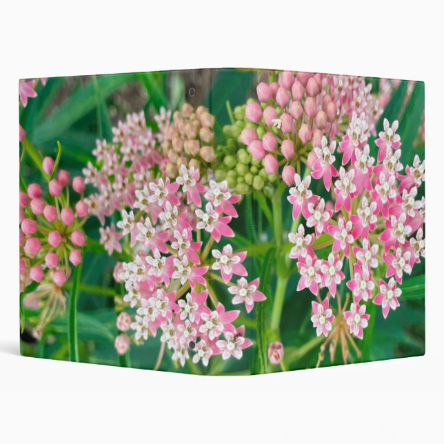 Classeur Milkweed alias Asclepias Summer Blooms (Arrière-plan)