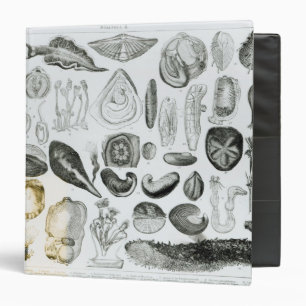 Classeur Mollusques