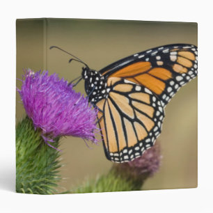 Classeur Monarque sur Prairie de Chardons à Prairie Ridge