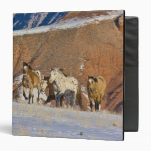 Classeur Montagnes Big Horn, Chevaux courant